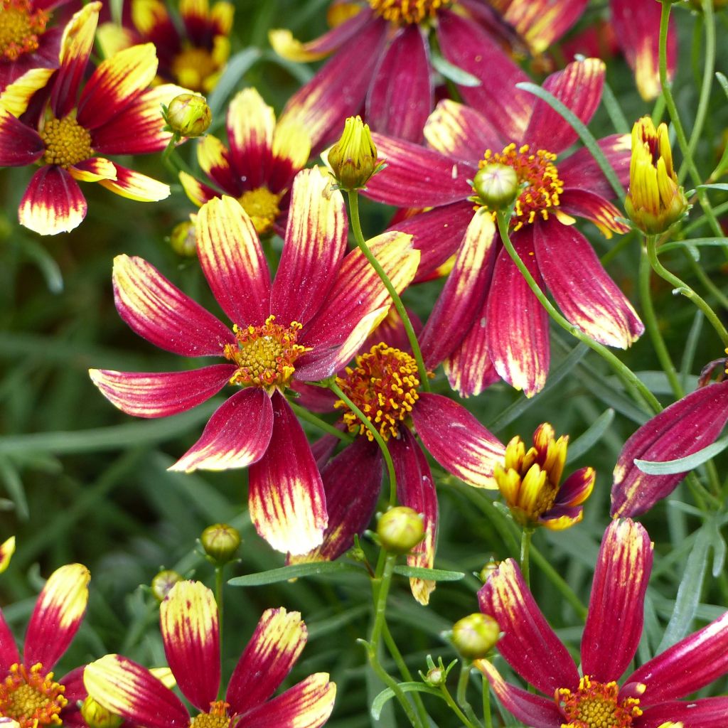 Mädchenauge Bengal Tiger - Coreopsis verticillata