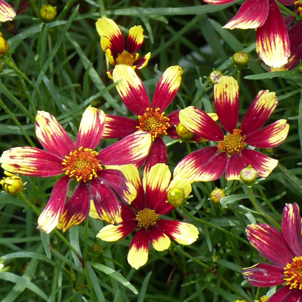 Coreopsis verticillata Bengal Tiger - Coréopsis verticillé