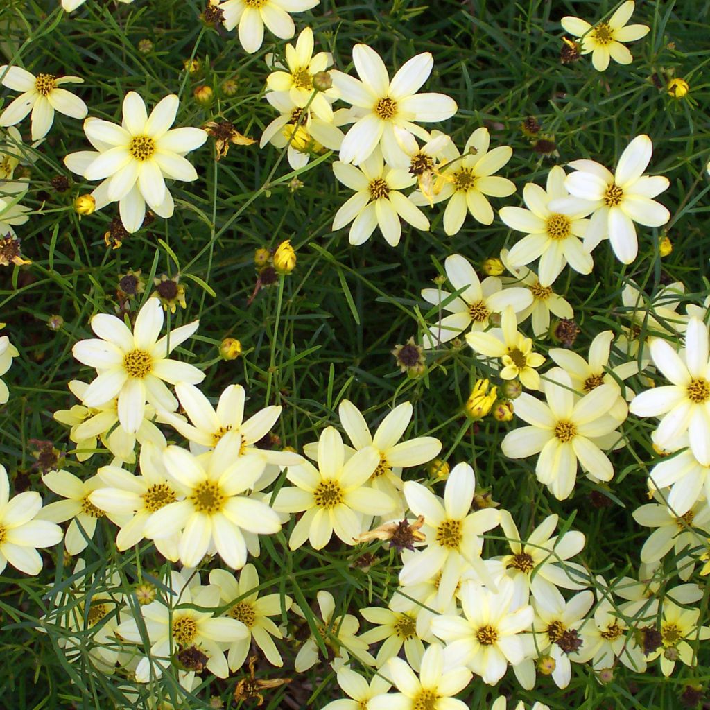 Coreopsis verticillata Moonbeam (Clair de Lune) - Coréopsis verticillé