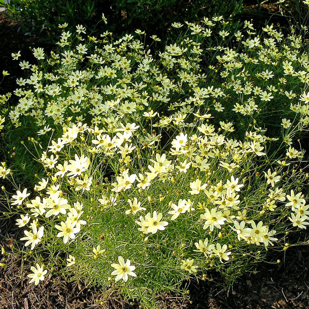 Coreopsis verticillata Moonbeam - Coréopsis verticillé