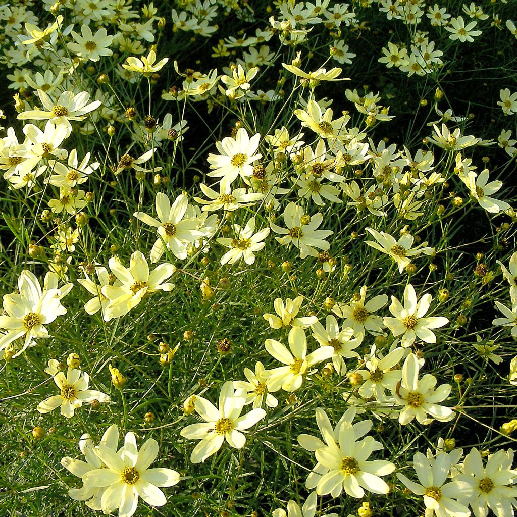 Coreopsis verticillata Moonbeam - Coréopsis verticillé