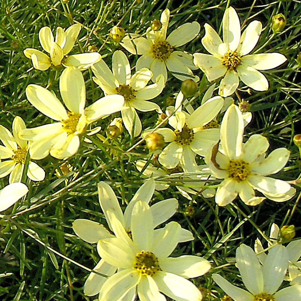 Coreopsis verticillata Moonbeam - Coréopsis verticillé