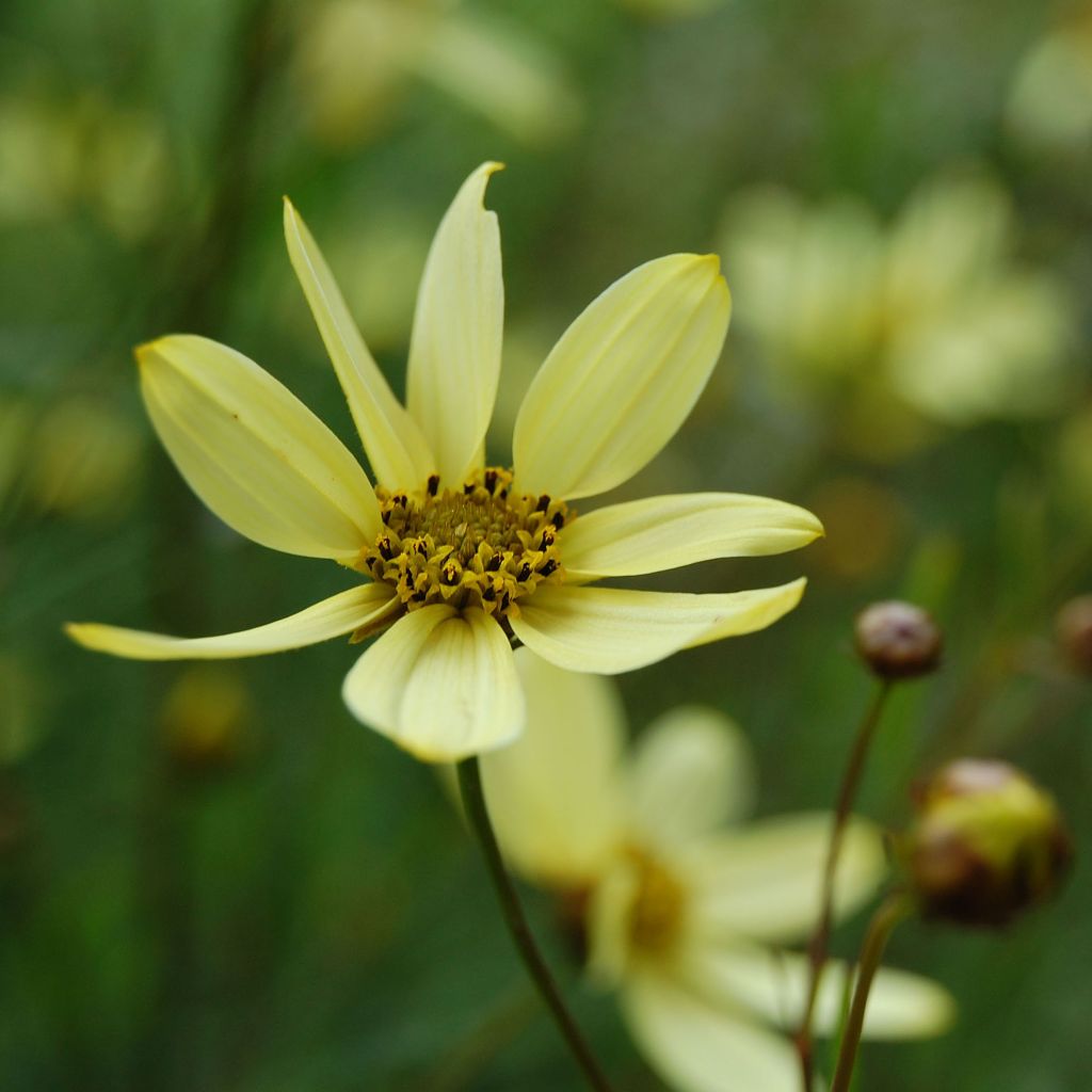 Coreopsis verticillata Moonbeam - Coréopsis verticillé