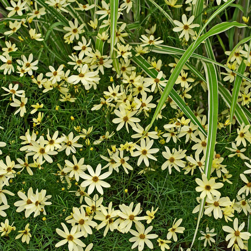 Mädchenauge Moonbeam - Coreopsis verticillata