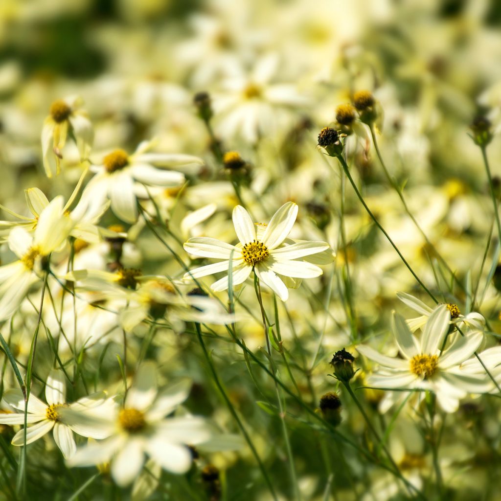 Mädchenauge Moonbeam - Coreopsis verticillata