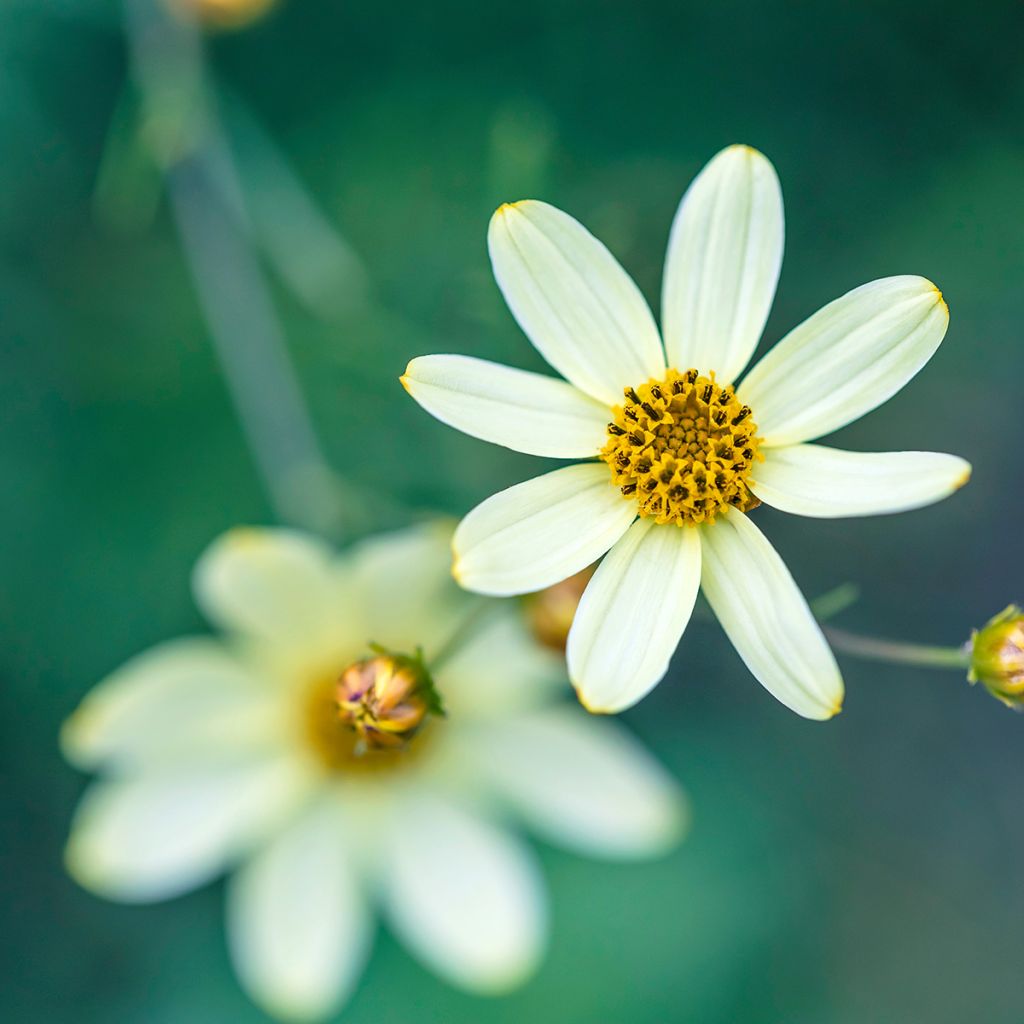 Mädchenauge Moonbeam - Coreopsis verticillata