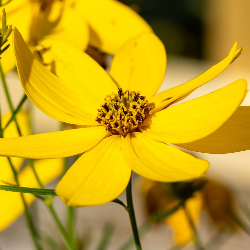 Mädchenauge Zagreb - Coreopsis verticillata