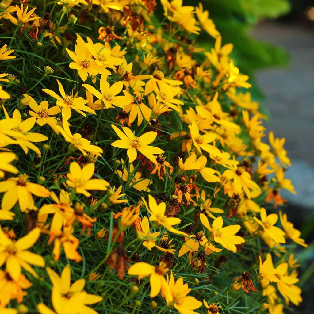 Coreopsis verticillata Zagreb - Coréopsis verticillé