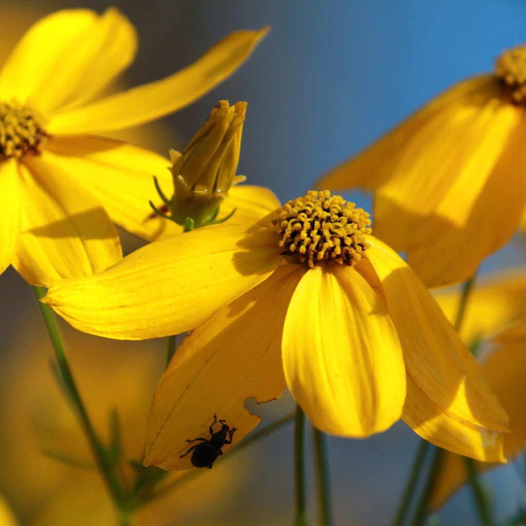 Coreopsis verticillata Zagreb - Coréopsis verticillé