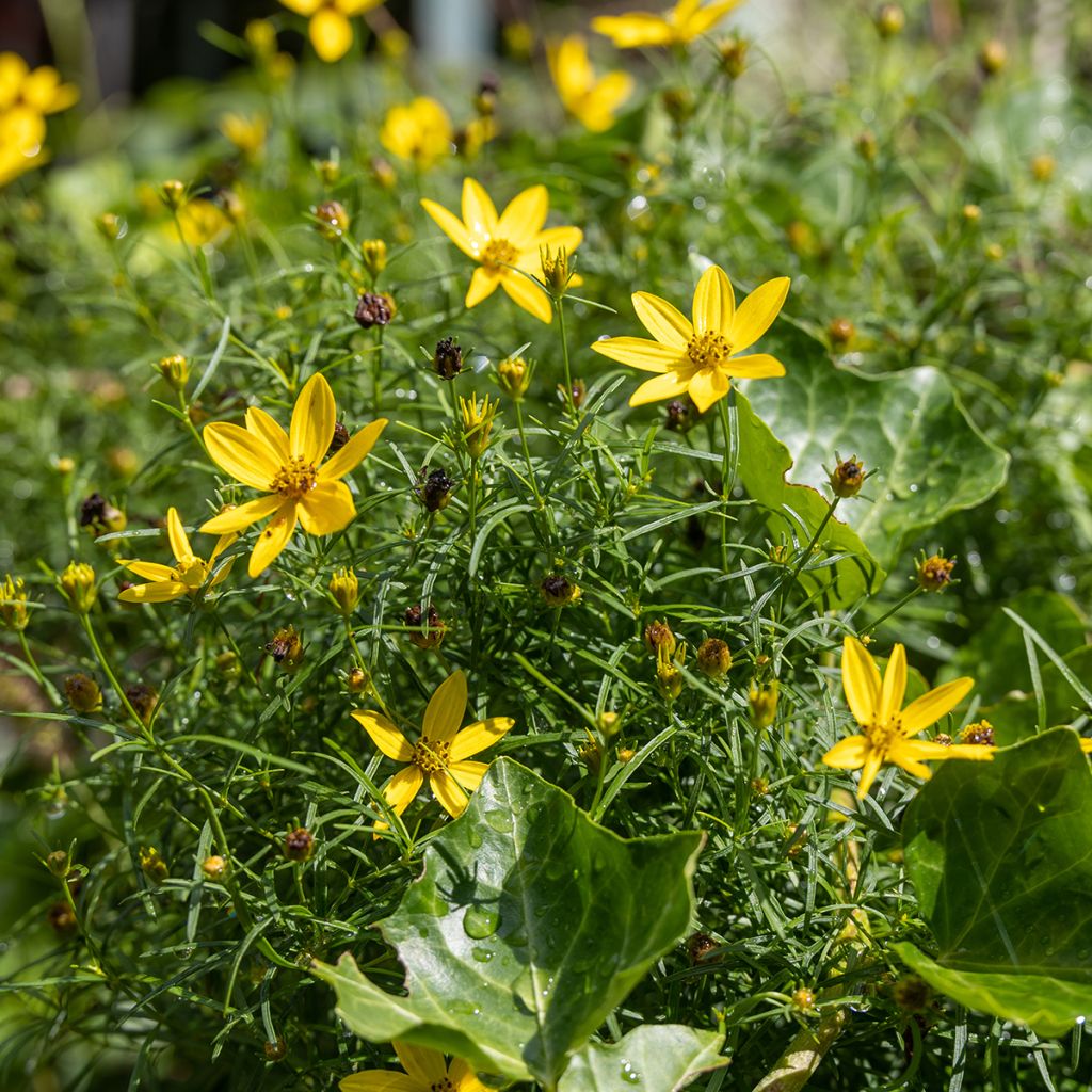 Mädchenauge Zagreb - Coreopsis verticillata