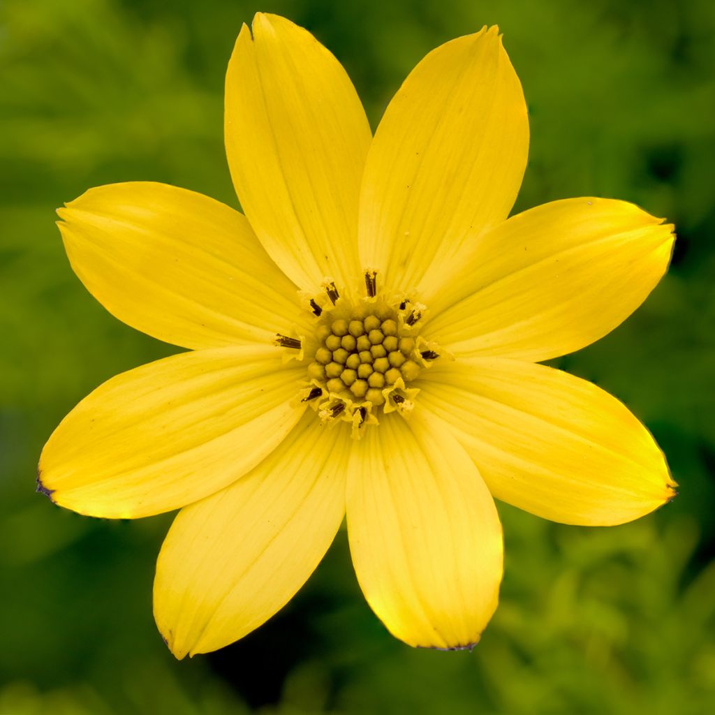 Mädchenauge Zagreb - Coreopsis verticillata