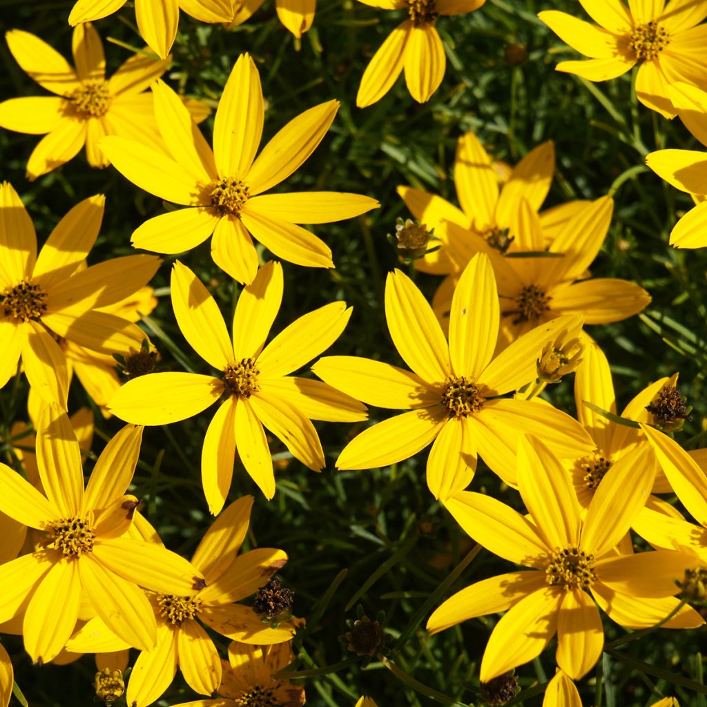 Mädchenauge Zagreb - Coreopsis verticillata