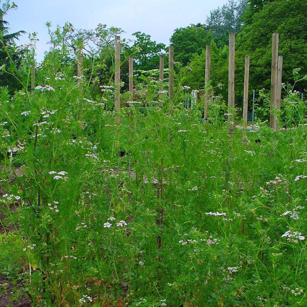 Coriandre cultivée - Coriandrum sativum en plants Bio