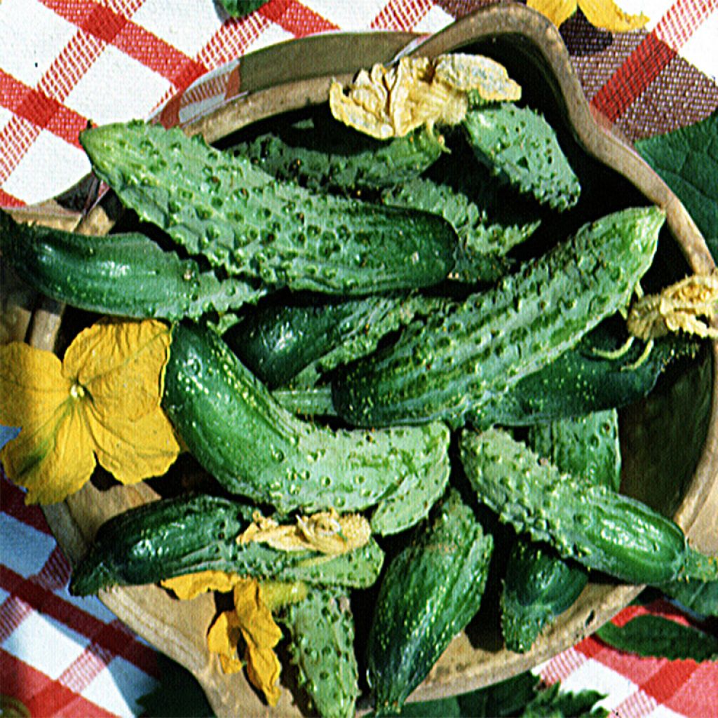 Cornichon Vert Fin de Meaux Bio - Ferme de Sainte Marthe