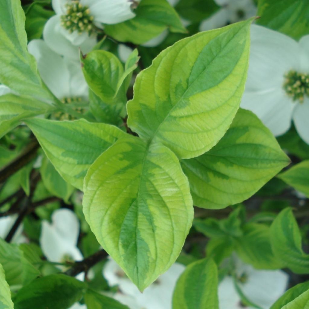 Cornus ou Cornouiller Florida Rainbow