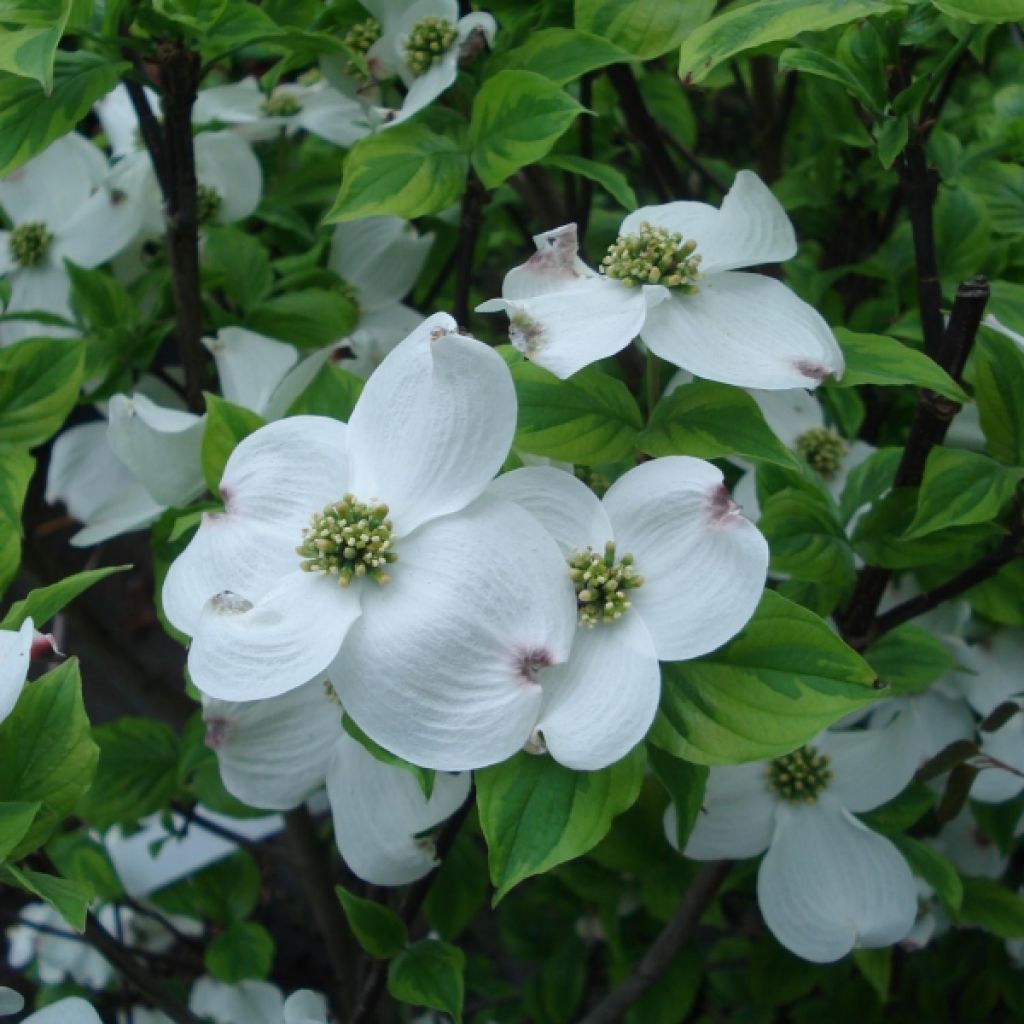 Cornus ou Cornouiller Florida Rainbow