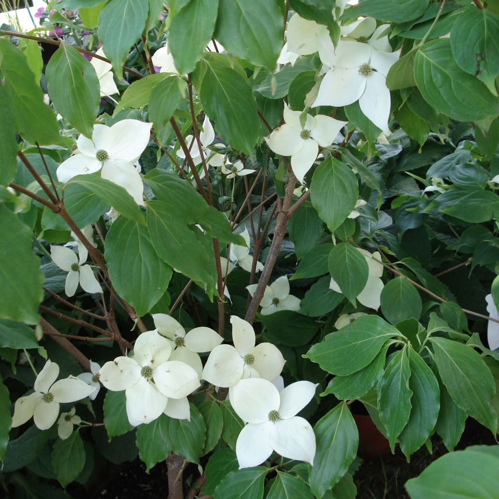 Cornus Eddie's White Wonder - Cornouiller hybride.