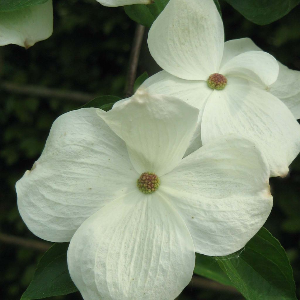 Cornus Eddie's White Wonder - Cornouiller hybride.