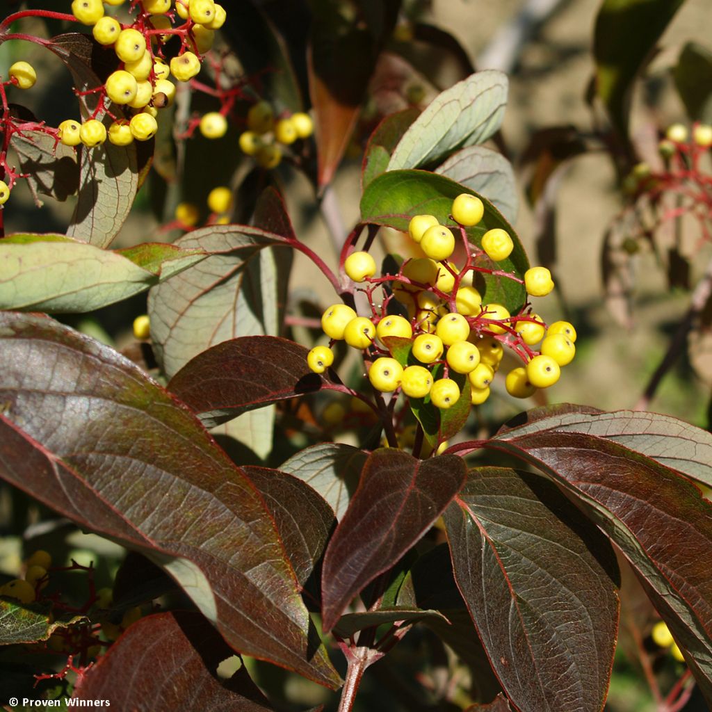 Cornus asperifolia var. drummondii Sunshiny Drops - Drummonds Hartriegel