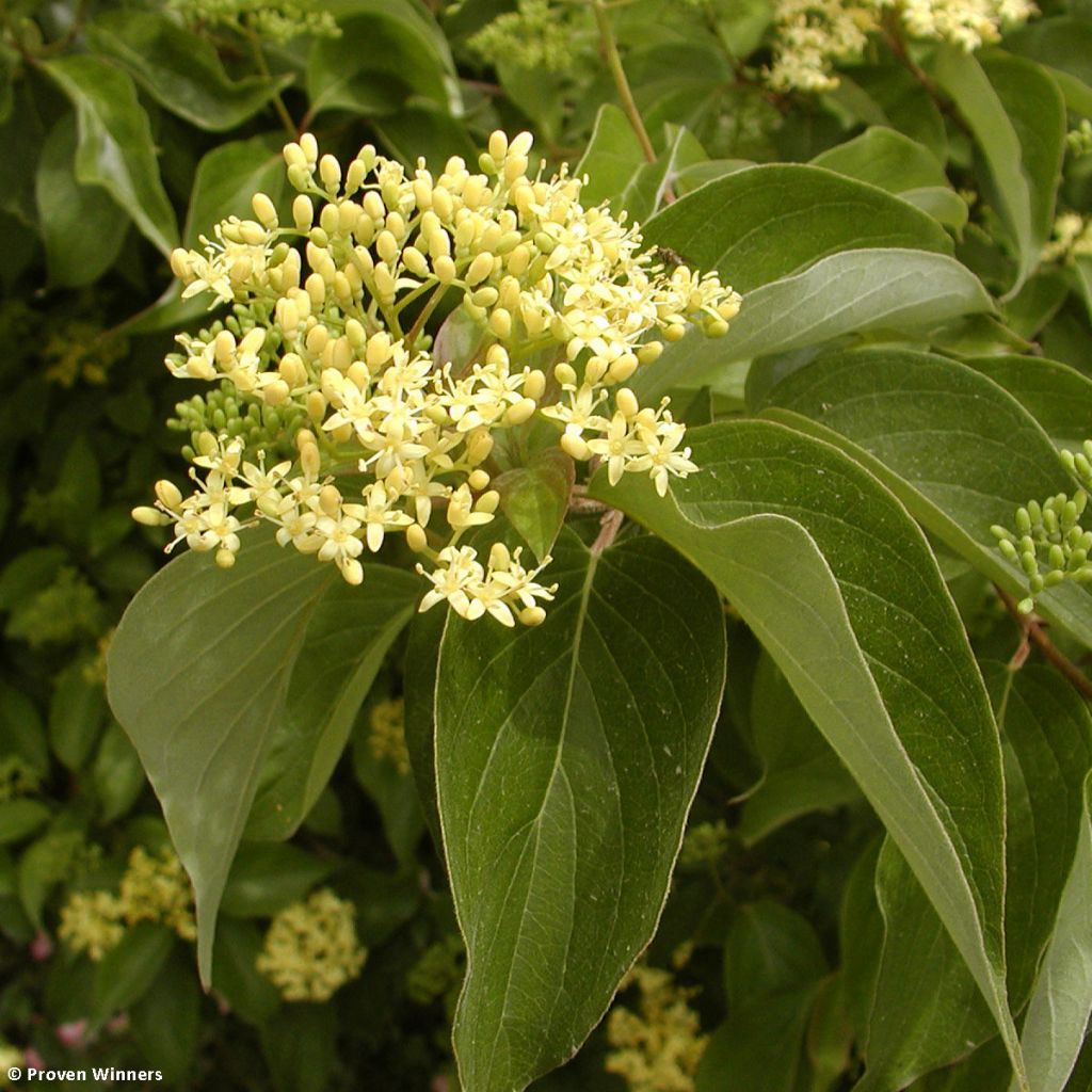 Cornus asperifolia var. drummondii Sunshiny Drops - Cornouiller