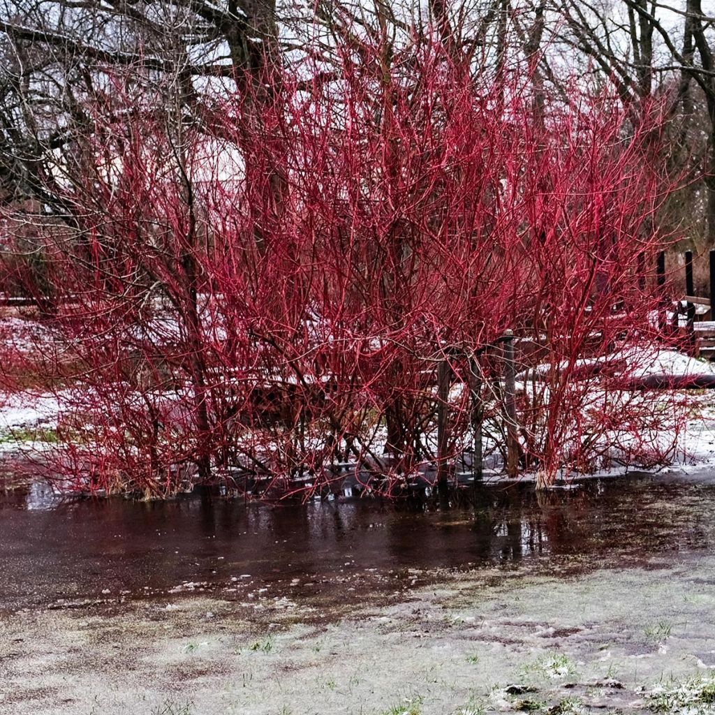 Cornus alba - Cornouiller blanc