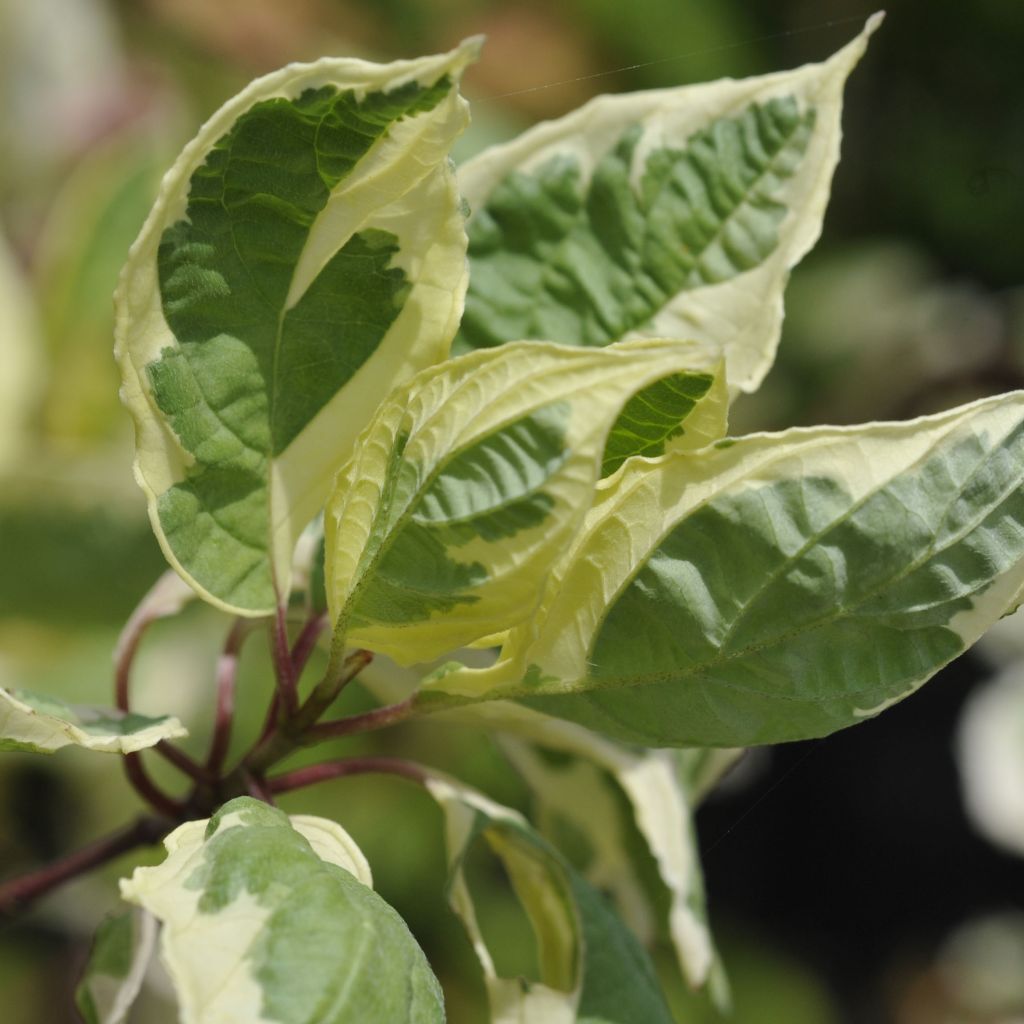 Cornus alba Cream Cracker - Cornouiller blanc