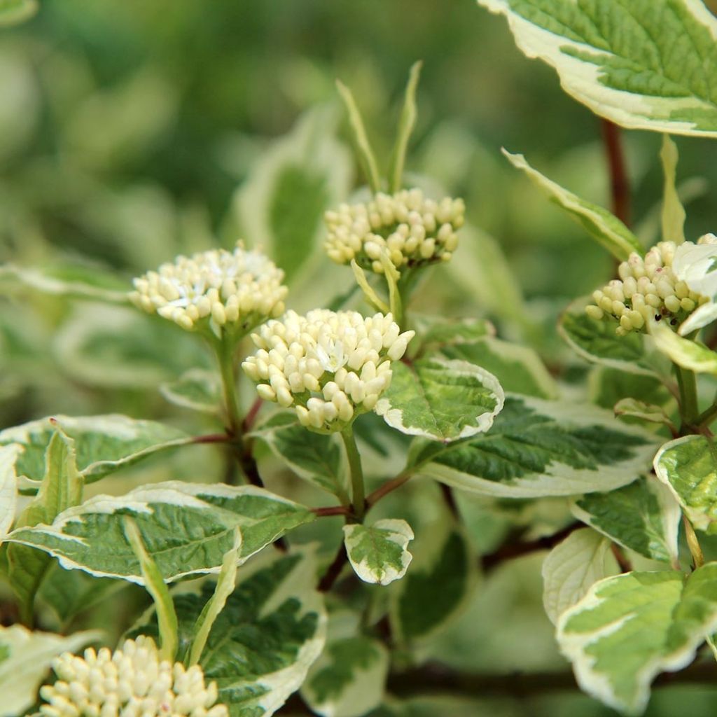 Cornus alba Elegantissima - Cornouiller blanc panaché