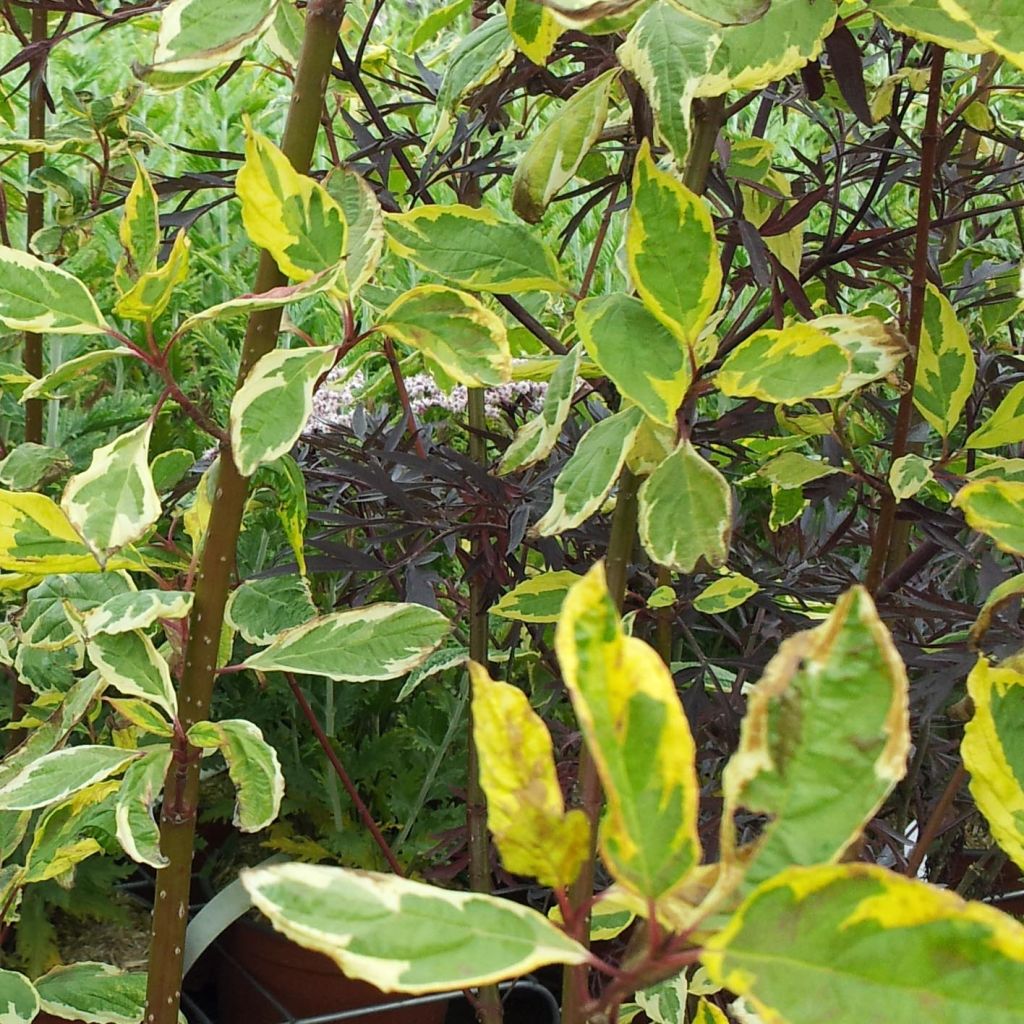 Cornus alba Gouchaultii - Cornouiller blanc panaché.