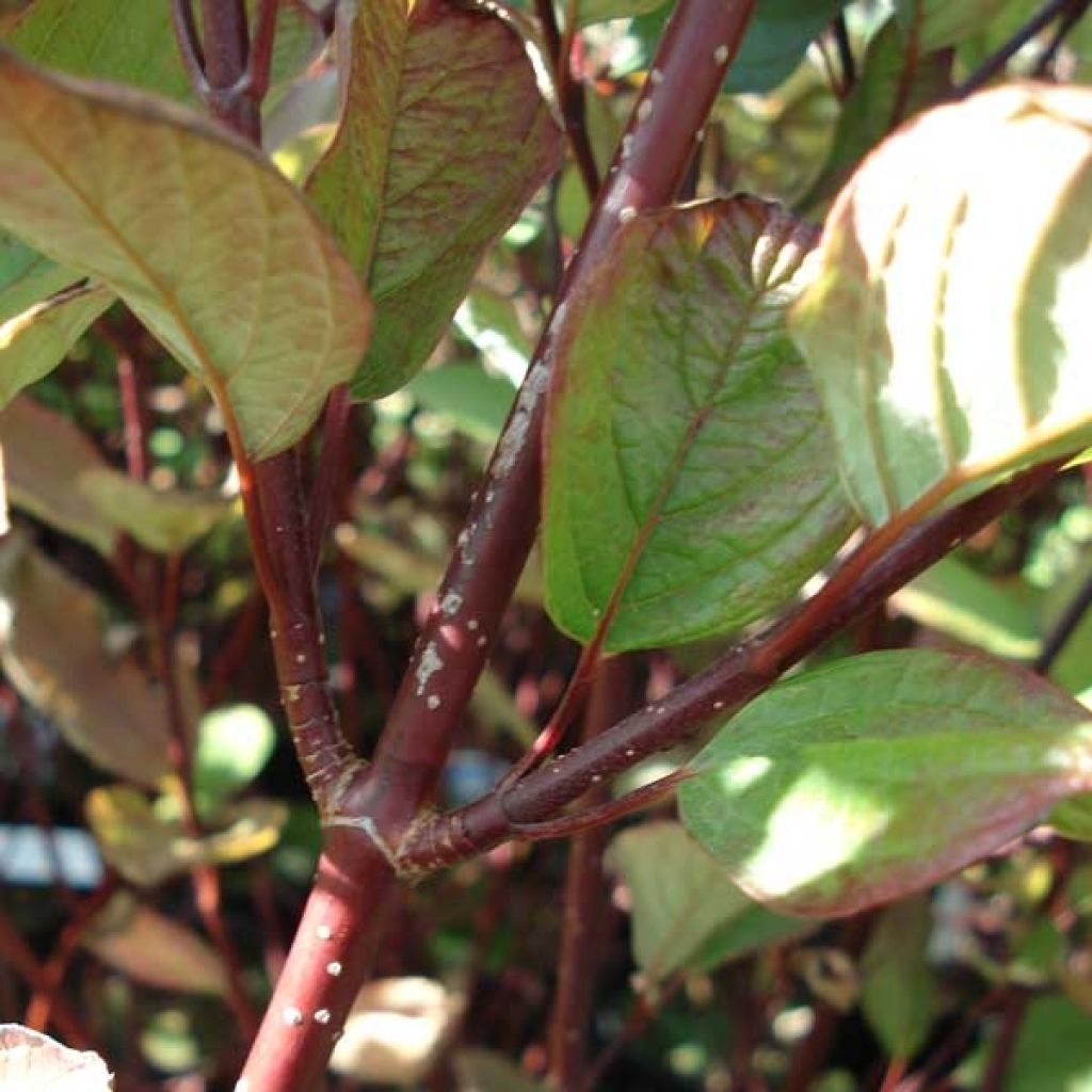 Cornouiller blanc - Cornus alba Kesselringii