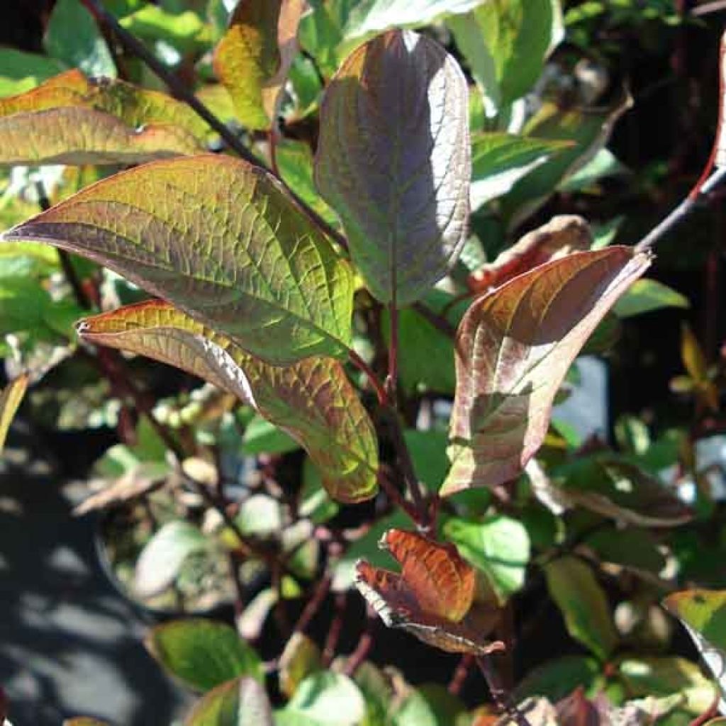 Cornouiller blanc - Cornus alba Kesselringii