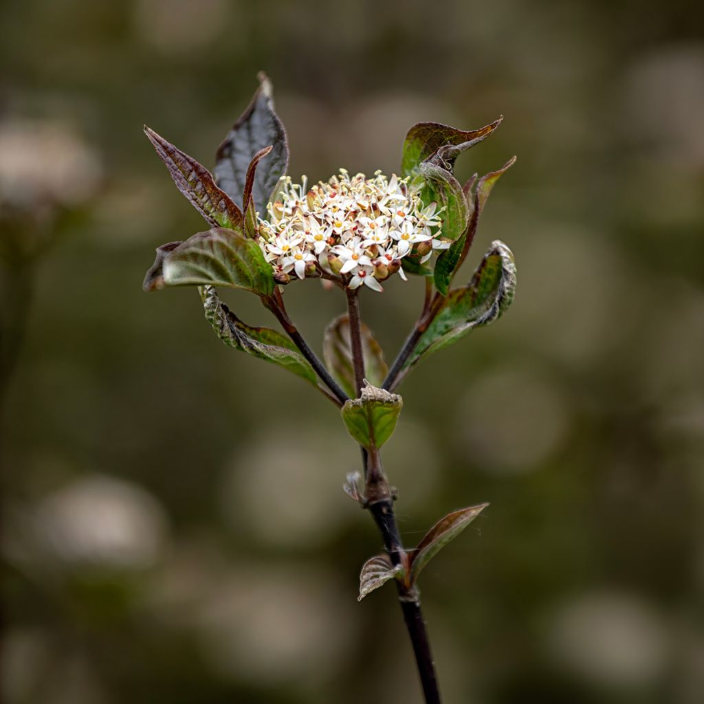 Cornus alba Kesselringii - Tatarischer Hartriegel