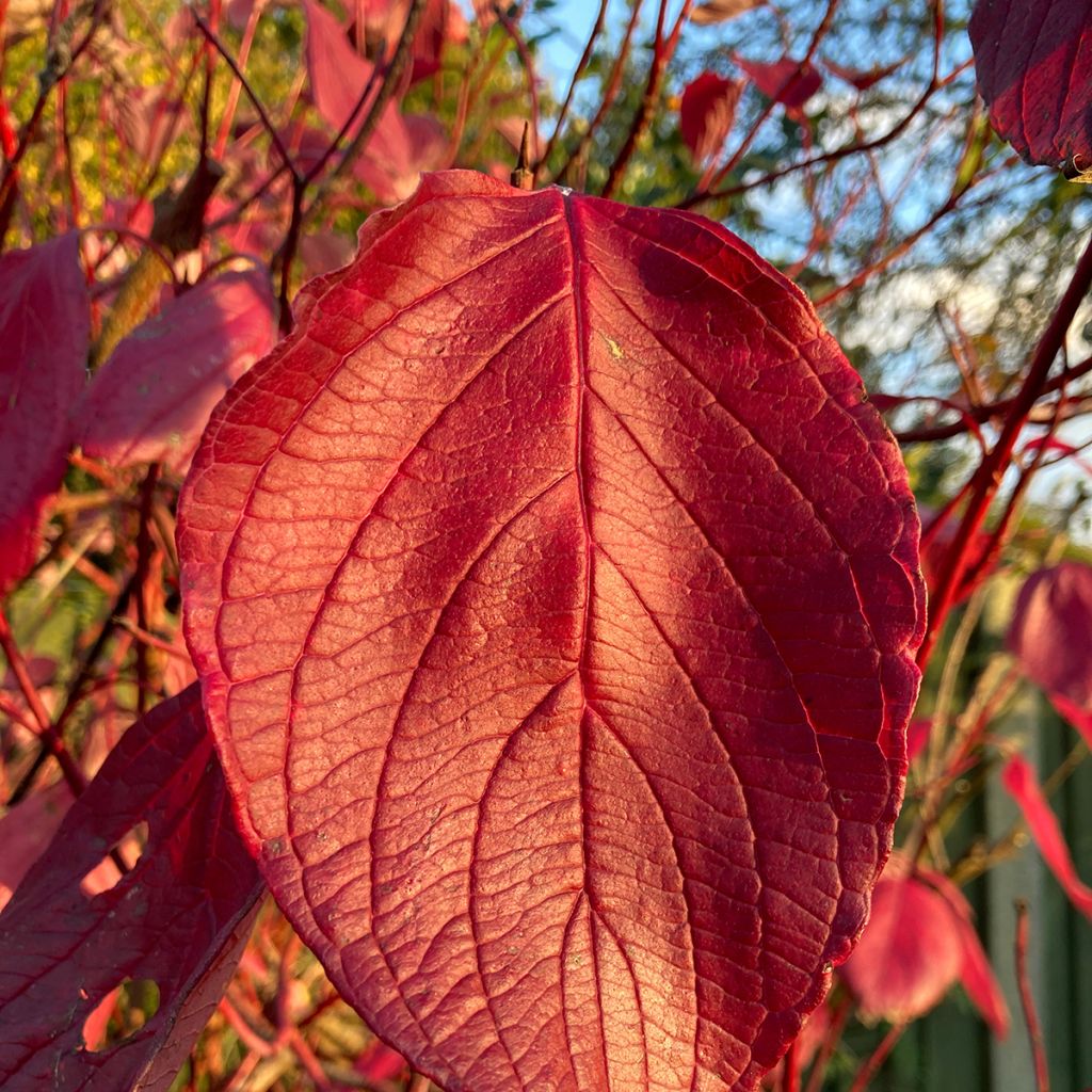 Cornus alba Kesselringii - Tatarischer Hartriegel