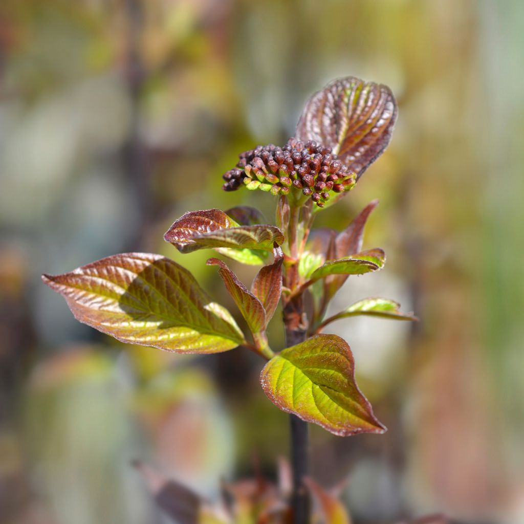 Cornus alba Kesselringii - Tatarischer Hartriegel