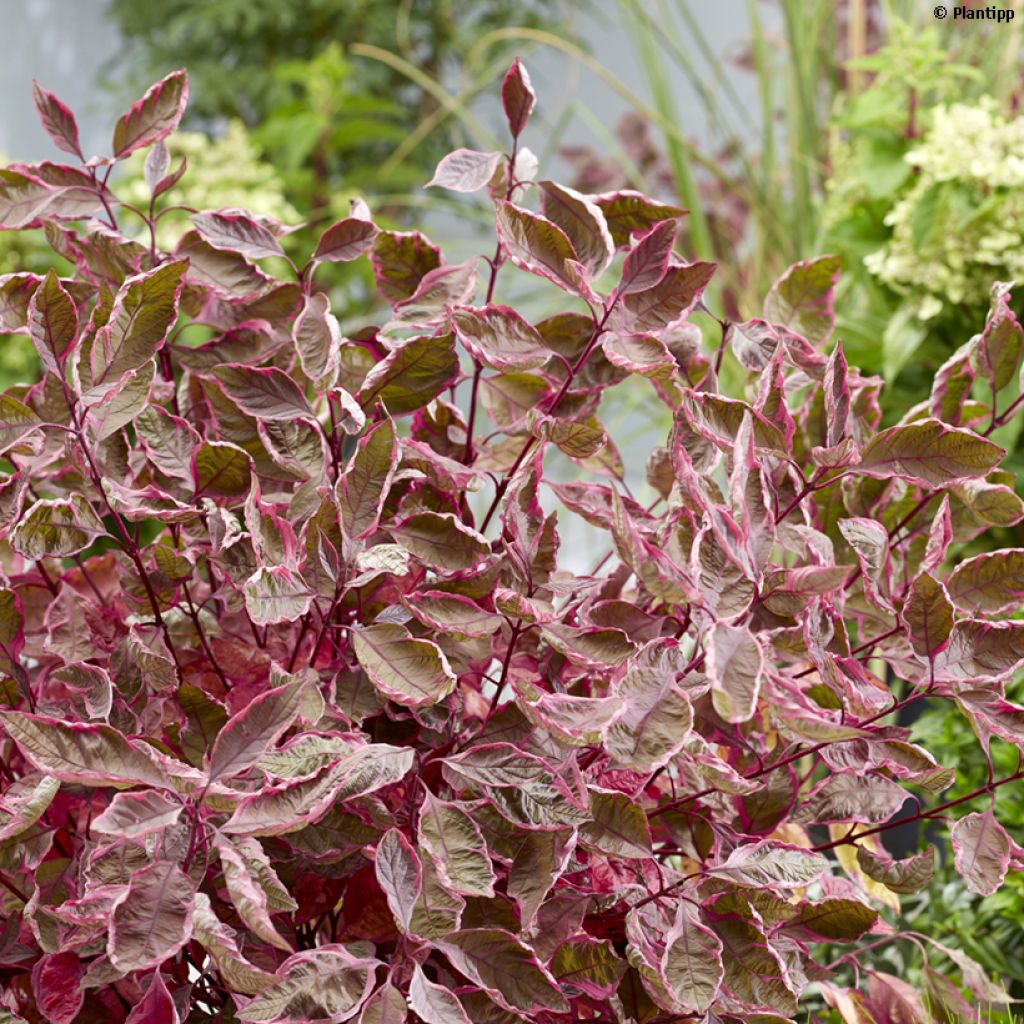 Cornus alba Miracle - Tatarischer Hartriegel