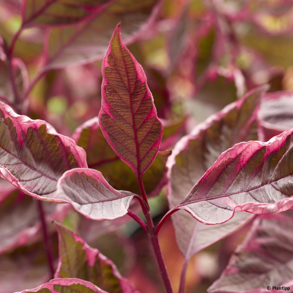 Cornus alba Miracle - Cornouiller blanc 