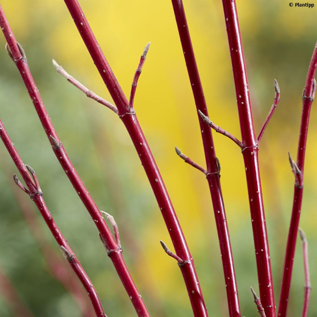 Cornus alba Miracle - Cornouiller blanc 