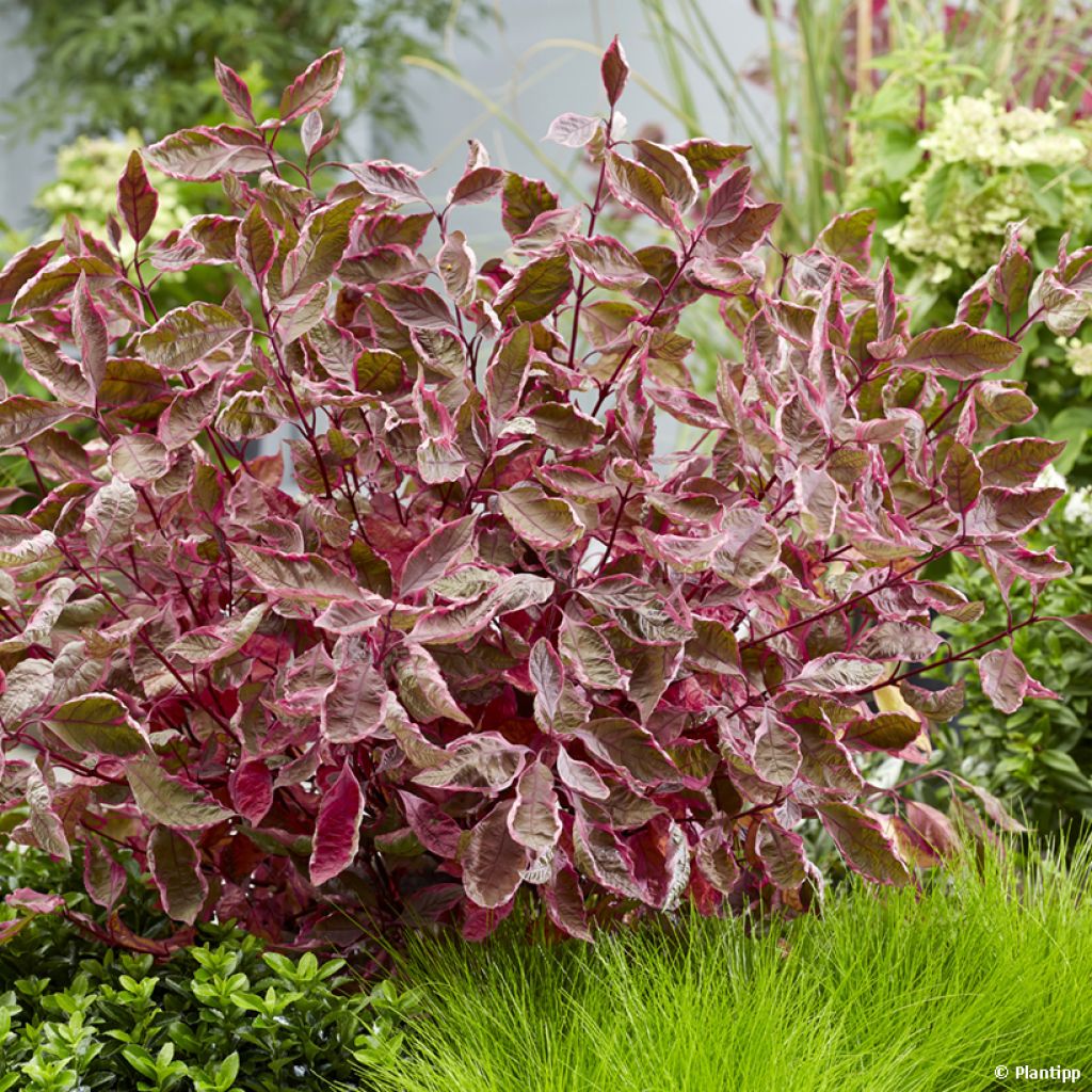 Cornus alba Miracle - Cornouiller blanc 