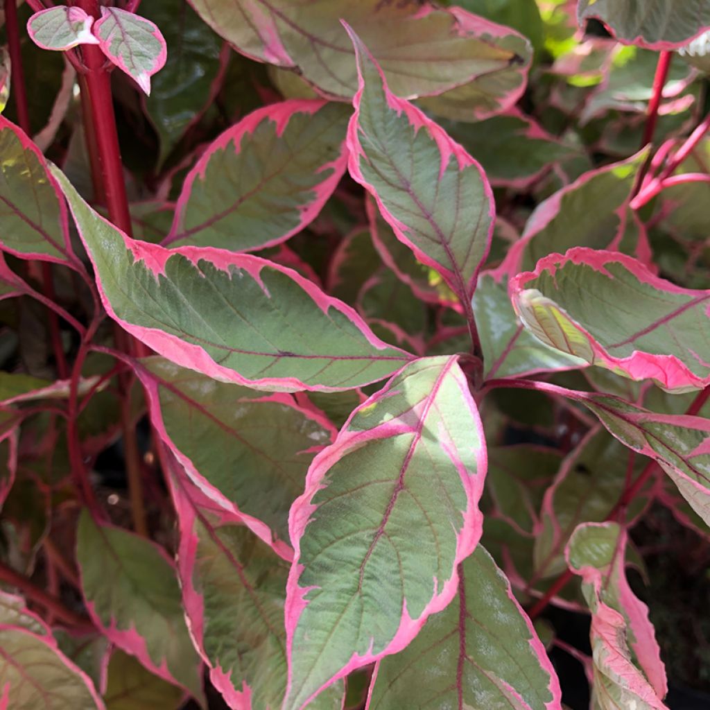 Cornus alba Miracle - Cornouiller blanc 