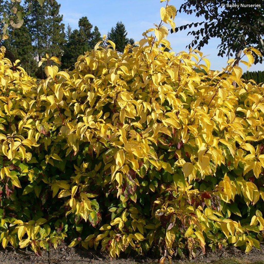 Cornus alba Neon Burst - Cornouiller blanc