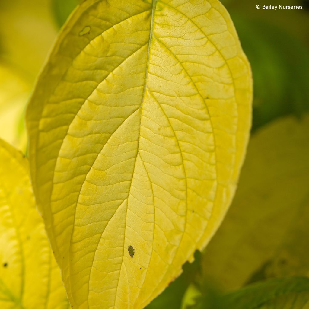 Cornus alba Neon Burst - Tatarischer Hartriegel