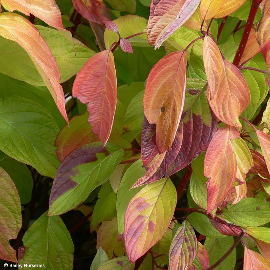 Cornus alba Neon Burst - Tatarischer Hartriegel