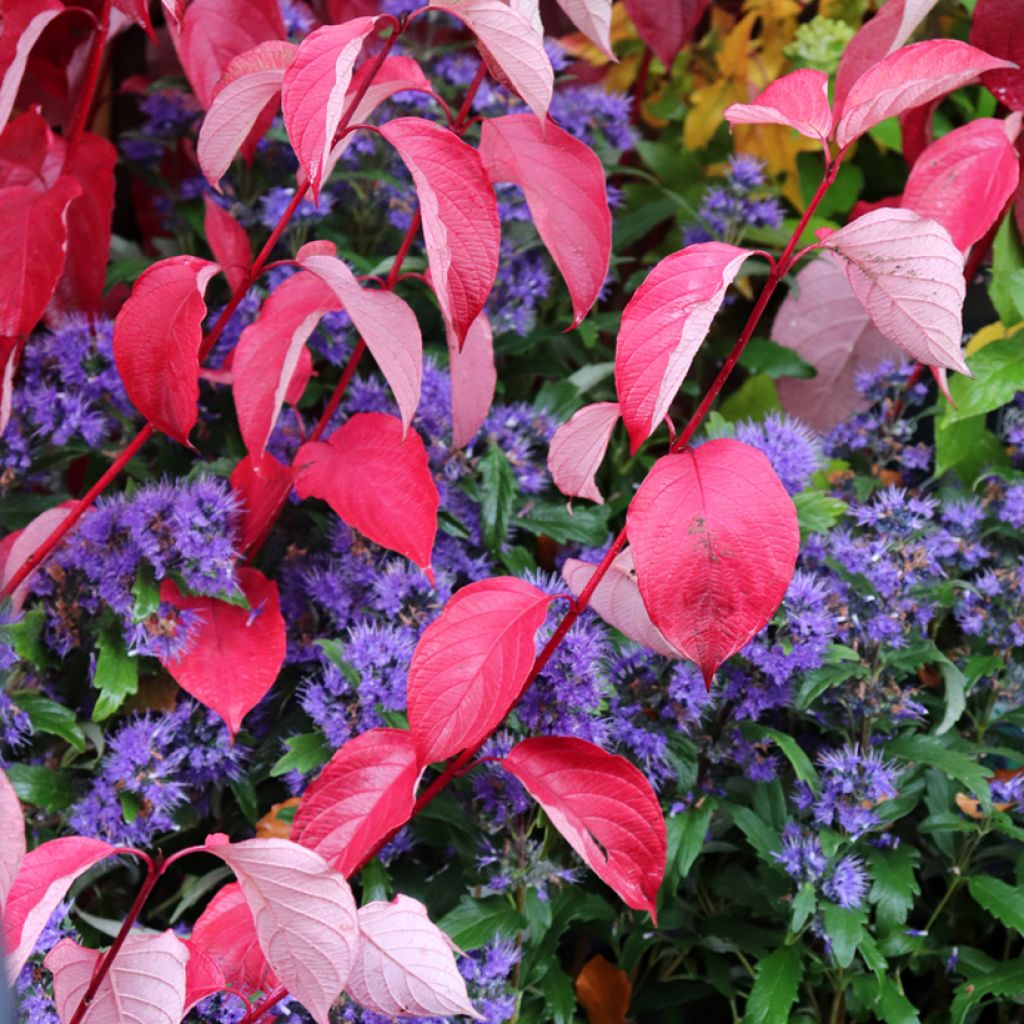 Cornus alba Siberian Pearls - Tatarischer Hartriegel