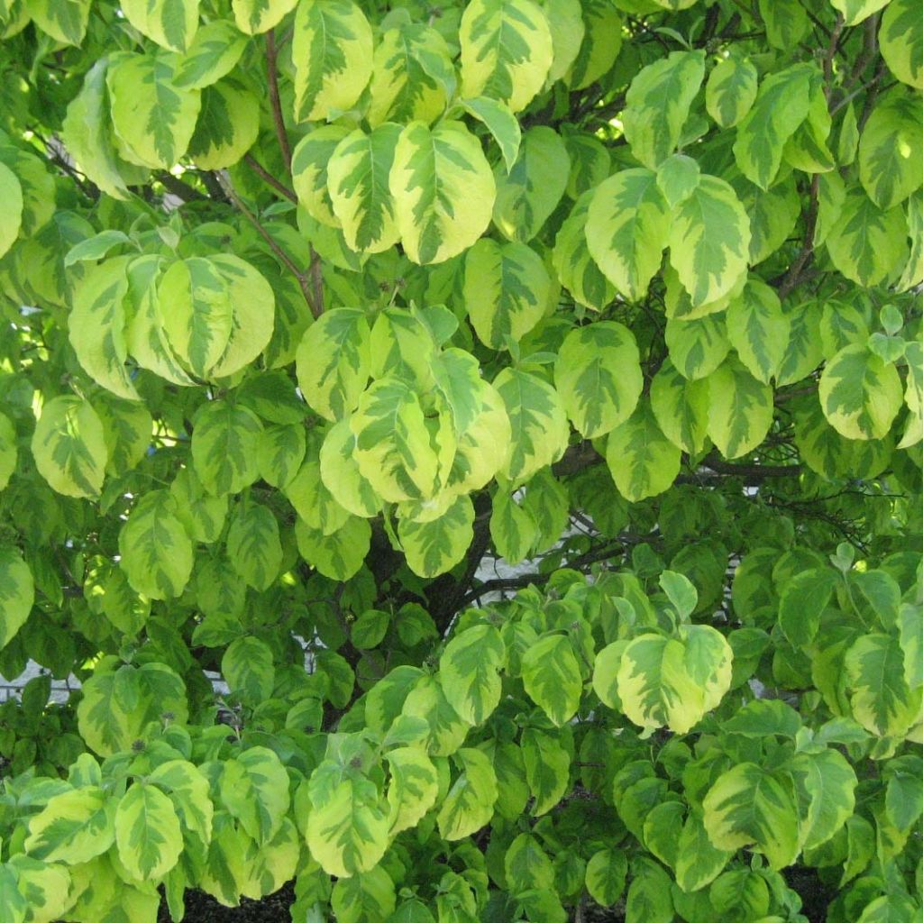 Cornus alba Spaethii - Cornouiller blanc à feuillage panaché