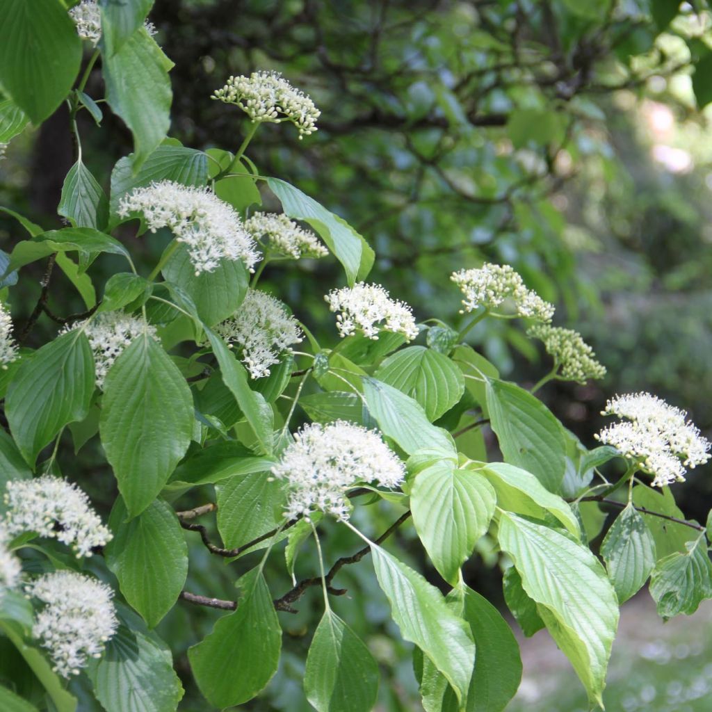 Cornus alternifolia - Wechselblättriger Hartriegel