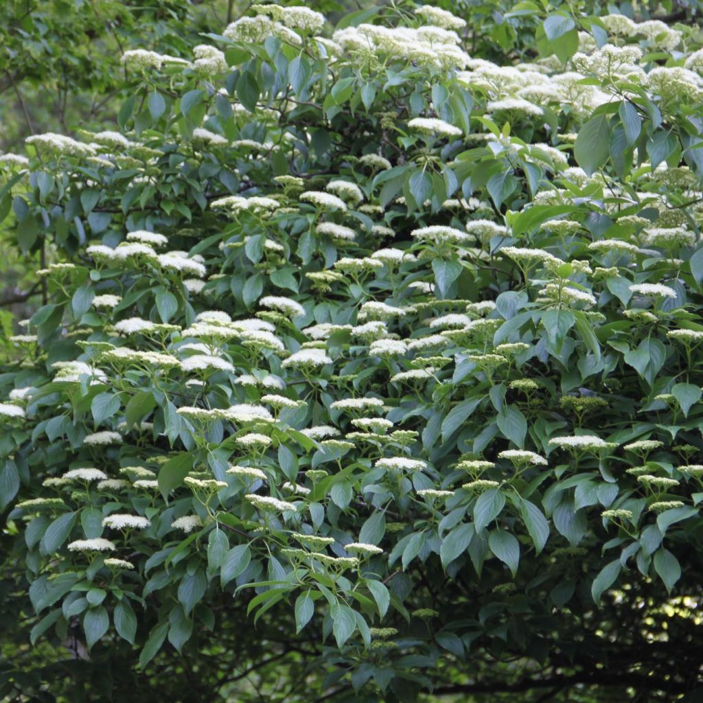 Cornus alternifolia - Cornouiller à feuilles alternes