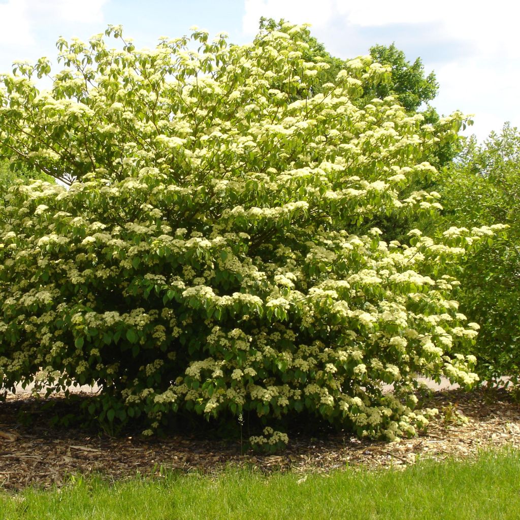 Cornus alternifolia - Cornouiller à feuilles alternes