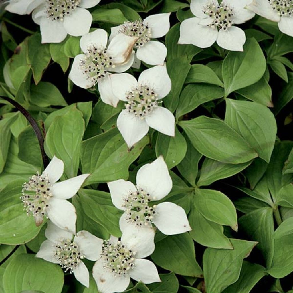 Cornouiller du Canada - Cornus canadensis