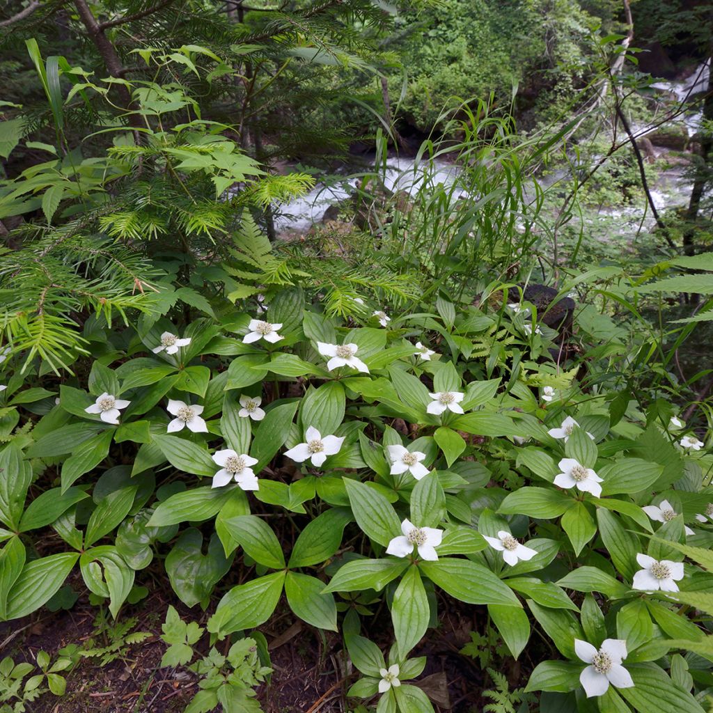 Cornus canadensis - Kanadischer Hartriegel