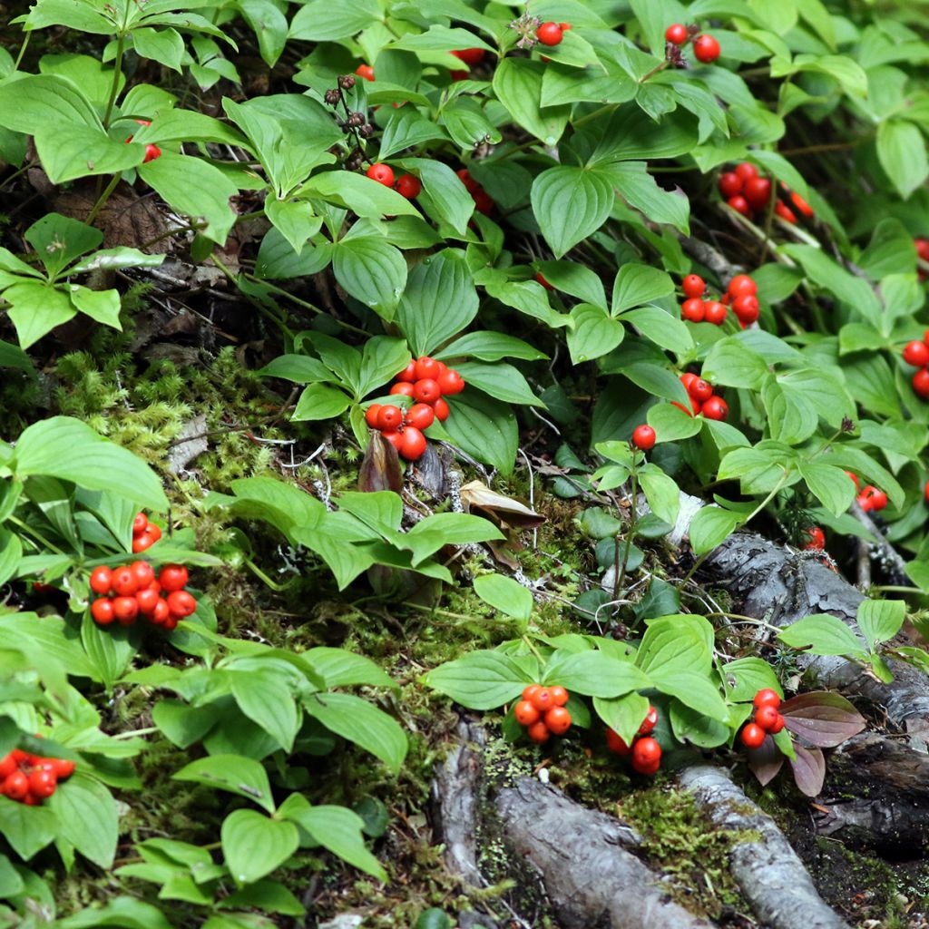 Cornus canadensis - Kanadischer Hartriegel