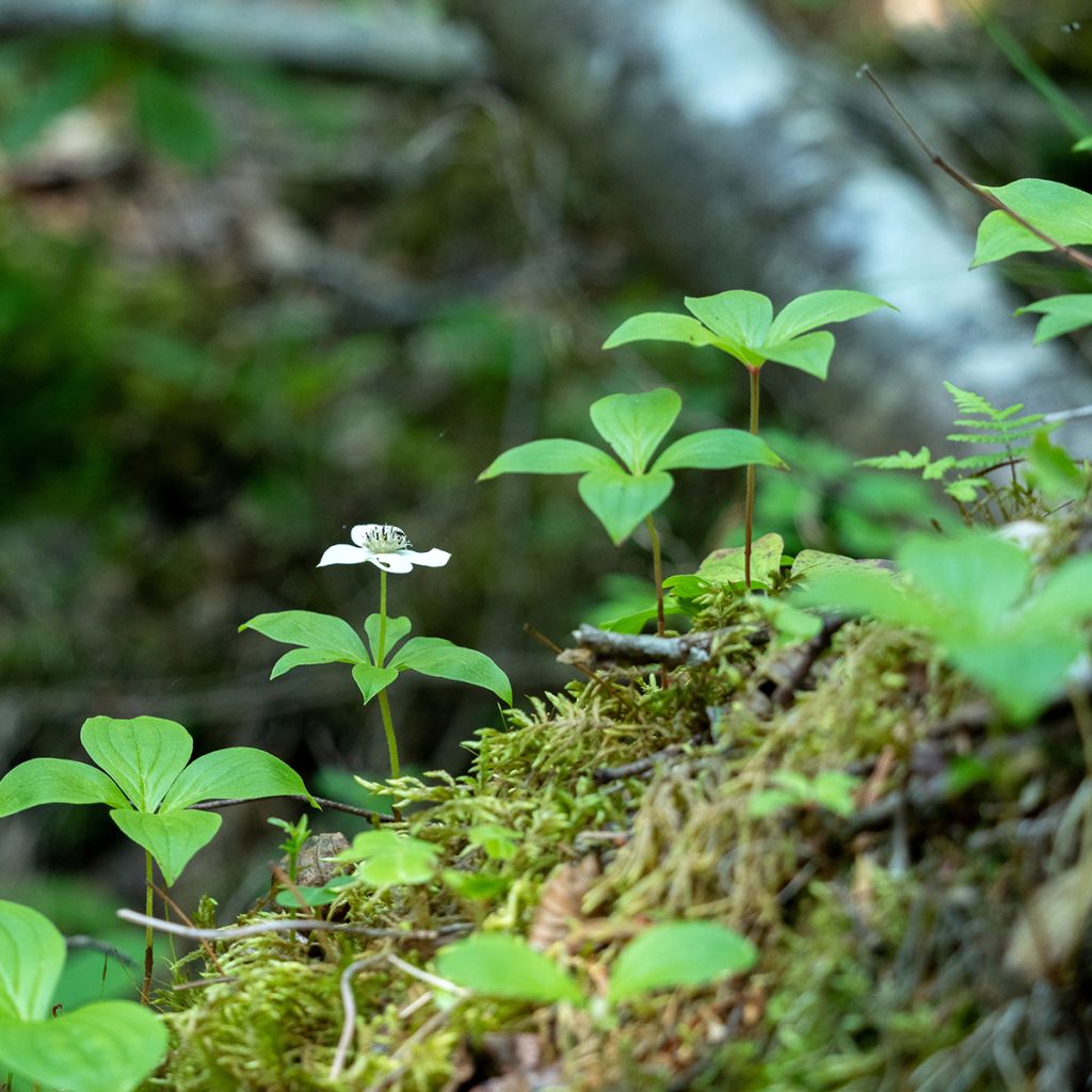 Cornus canadensis - Kanadischer Hartriegel